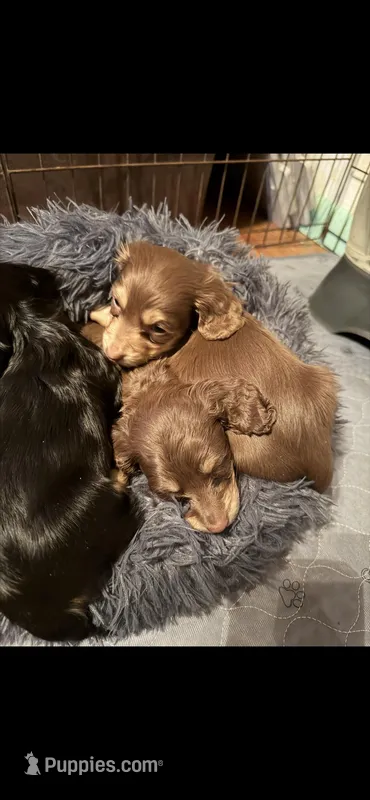 Sunny – Dachshund puppy for sale in Farmville, VA