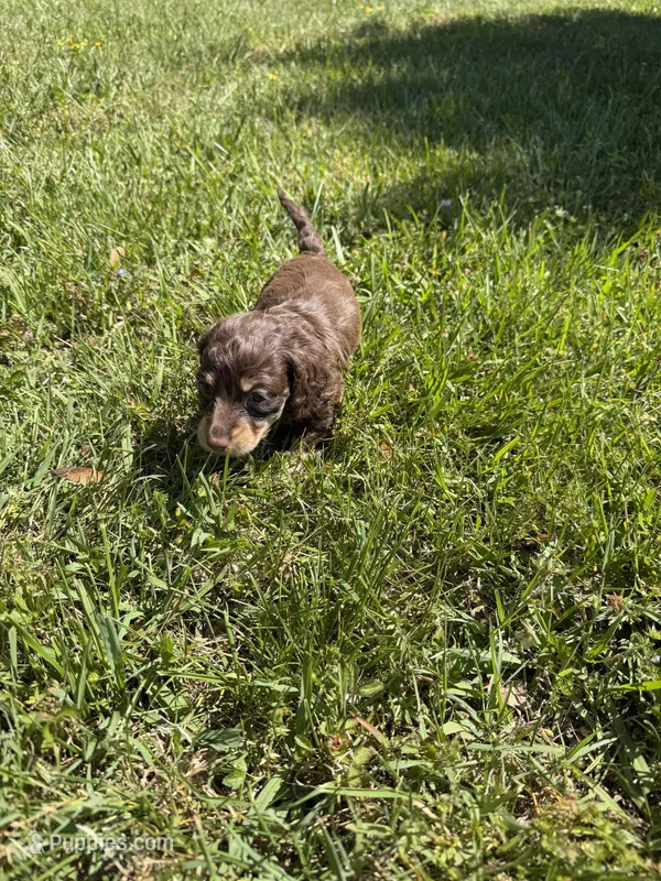 Sunny – Dachshund puppy for sale in Farmville, VA