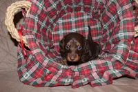 Teddy, a male Miniature Dachshund for sale in Farmville, VA – Photo 3 of 3
