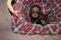 Teddy, a male Miniature Dachshund for sale in Farmville, VA – Photo 2 of 3