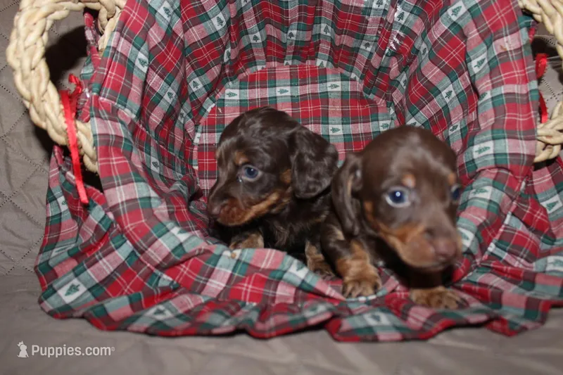 Teddy, a male Miniature Dachshund for sale in Farmville, VA – Photo 1 of 3