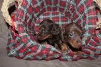 Teddy, a male Miniature Dachshund for sale in Farmville, VA – Photo 1 of 3