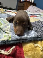 Reese, a female Miniature Dachshund for sale in Farmville, VA – Photo 4 of 4