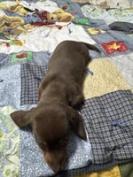 Reese, a female Miniature Dachshund for sale in Farmville, VA – Photo 2 of 4