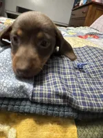 Reese, a female Miniature Dachshund for sale in Farmville, VA – Photo 3 of 4