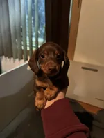 Reese, a female Miniature Dachshund for sale in Farmville, VA – Photo 1 of 4