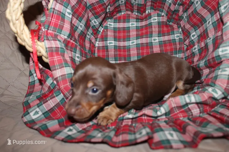 Dexter, a male Miniature Dachshund for sale in Farmville, VA – Photo 1 of 5