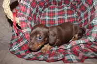Dexter, a male Miniature Dachshund for sale in Farmville, VA – Photo 1 of 5