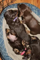 Dexter, a male Miniature Dachshund for sale in Farmville, VA – Photo 4 of 5