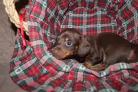 Dexter, a male Miniature Dachshund for sale in Farmville, VA – Photo 2 of 5
