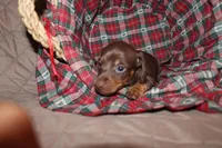 Dexter, a male Miniature Dachshund for sale in Farmville, VA – Photo 3 of 5