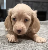 Buddy, a male Miniature Dachshund for sale in Spring Hill, FL – 10 of 10