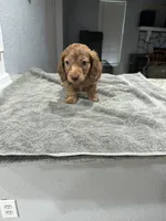Tiger, a male Miniature Dachshund for sale in Spring Hill, FL – 9 of 10