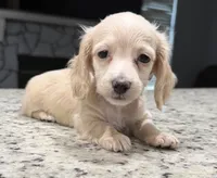 Luna, a female Miniature Dachshund for sale in Spring Hill, FL – 3 of 10
