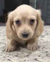 Amy, a female Miniature Dachshund for sale in Spring Hill, FL – 3 of 10