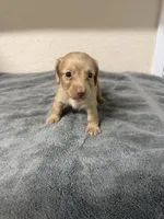 Molly, a female Miniature Dachshund for sale in Spring Hill, FL – 6 of 8