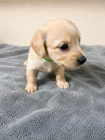 Princess, a female Miniature Dachshund for sale in Spring Hill, FL – 6 of 7