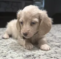 Buddy, a male Miniature Dachshund for sale in Spring Hill, FL – 5 of 10