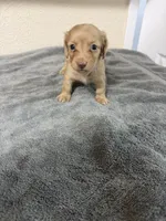 Molly, a female Miniature Dachshund for sale in Spring Hill, FL – 2 of 8