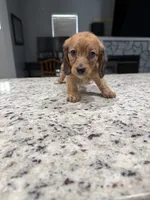 Ruby, a female Miniature Dachshund for sale in Spring Hill, FL – 4 of 10