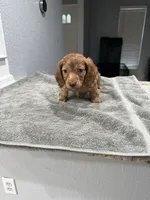 Tiger, a male Miniature Dachshund for sale in Spring Hill, FL – 3 of 10