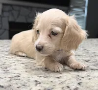 Luna, a female Miniature Dachshund for sale in Spring Hill, FL – 7 of 10