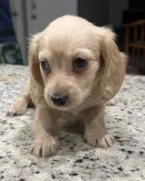 Amy, a female Miniature Dachshund for sale in Spring Hill, FL – 4 of 10