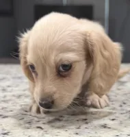 Amy, a female Miniature Dachshund for sale in Spring Hill, FL – 8 of 10