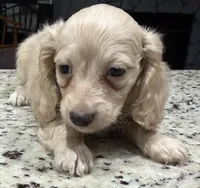 Marshall, a male Miniature Dachshund for sale in Spring Hill, FL – 10 of 10