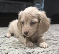 Buddy, a male Miniature Dachshund for sale in Spring Hill, FL – 4 of 10
