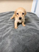 Princess, a female Miniature Dachshund for sale in Spring Hill, FL – 2 of 7