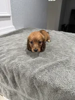 Ruby, a female Miniature Dachshund for sale in Spring Hill, FL – 8 of 8
