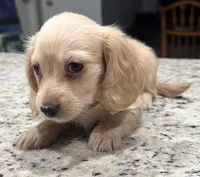 Amy, a female Miniature Dachshund for sale in Spring Hill, FL – 5 of 10