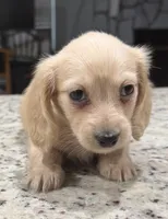 Amy, a female Miniature Dachshund for sale in Spring Hill, FL – 9 of 10