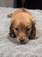 Ruby, a female Miniature Dachshund for sale in Spring Hill, FL – 5 of 10