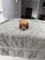 Ruby, a female Miniature Dachshund for sale in Spring Hill, FL – 4 of 8