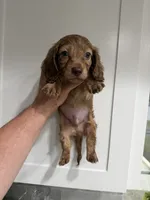 Tiger, a male Miniature Dachshund for sale in Spring Hill, FL – 2 of 10