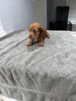 Rusty, a male Miniature Dachshund for sale in Spring Hill, FL – 10 of 10