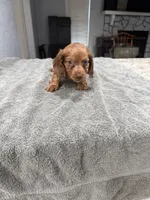 Rusty, a male Miniature Dachshund for sale in Spring Hill, FL – 9 of 10