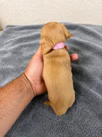 Molly, a female Miniature Dachshund for sale in Spring Hill, FL – 3 of 9
