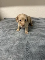 Molly, a female Miniature Dachshund for sale in Spring Hill, FL – 8 of 8