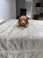 Rusty, a male Miniature Dachshund for sale in Spring Hill, FL – 8 of 10