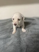 Chase, a male Miniature Dachshund for sale in Spring Hill, FL – 1 of 10