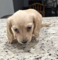 Marshall, a male Miniature Dachshund for sale in Spring Hill, FL – 7 of 10