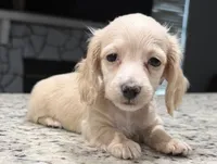 Luna, a female Miniature Dachshund for sale in Spring Hill, FL – 6 of 10