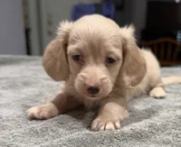 Buddy, a male Miniature Dachshund for sale in Spring Hill, FL – 6 of 10