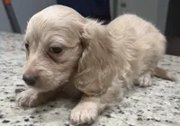 Marshall, a male Miniature Dachshund for sale in Spring Hill, FL – 5 of 10