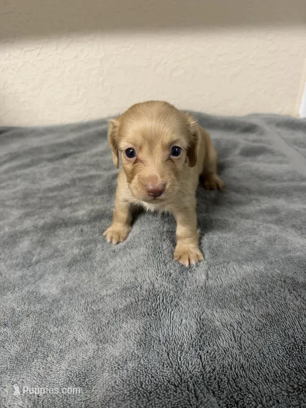 Molly – Miniature Dachshund puppy for sale in Spring Hill, FL