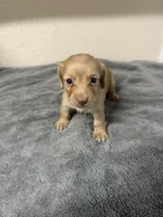 Molly, a female Miniature Dachshund for sale in Spring Hill, FL – 1 of 8