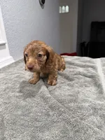 Tiger, a male Miniature Dachshund for sale in Spring Hill, FL – 6 of 10